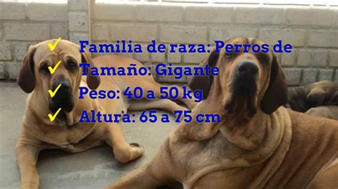 Razas De Perros Fila Brasileño Youtube