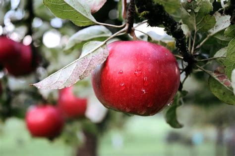 Apfel Apfelbaum Obst Kostenloses Foto Auf Pixabay