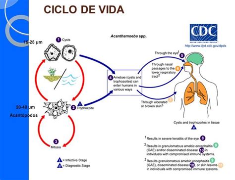 Ciclo De Vida De La Salmonella Ciclo De Vida