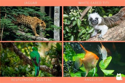 60 Tropical Forest Animals - A Complete List with Characteristics and Photos