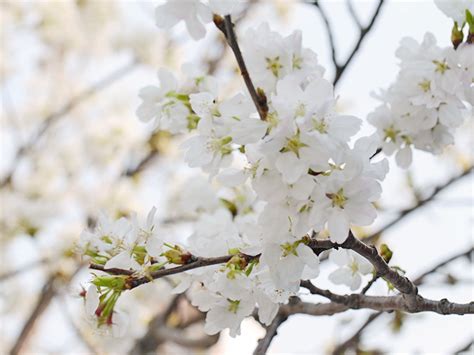 日本の桜の品種はどれくらいある？種類や特徴、ルーツについて解説します 青山花茂blog