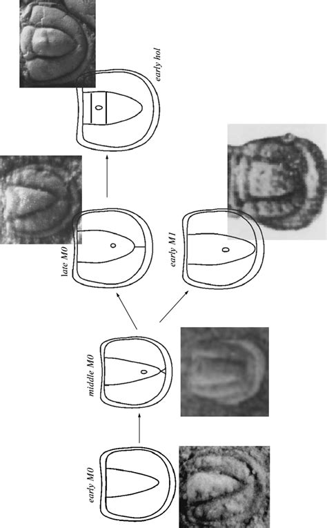 Generalized developmental scheme of characters of the pygidium in ...