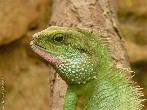 Leguan Stock-Foto | Adobe Stock