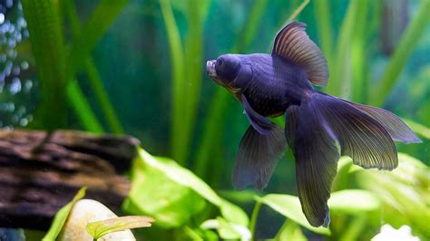 Poisson Daquarium En Eau Froide Que Choisir