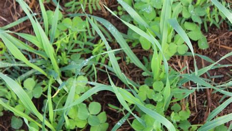 Red River Crabgrass As A Forage Southeast Agriseeds