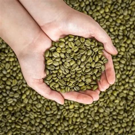 Shagun Original Natural Green Coffee Beans For Home Grade Premium At