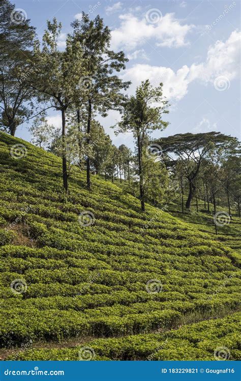 Tea Plantations in Sri Lanka Stock Image - Image of fresh, garden ...