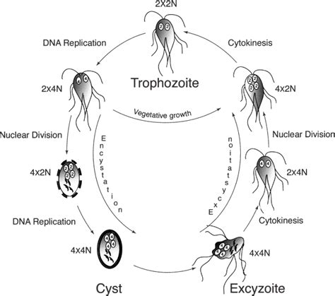 Giardia Lamblia Life Cycle