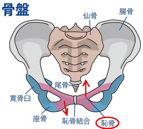 ＜動画＞痛くない骨盤矯正2 恥骨の矯正 ひぐち整体院長岡京市骨盤矯正・腰痛・肩こりをカイロプラクティックにより根本改善