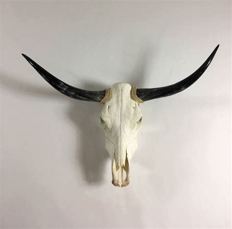 Real longhorn skull – Artofit