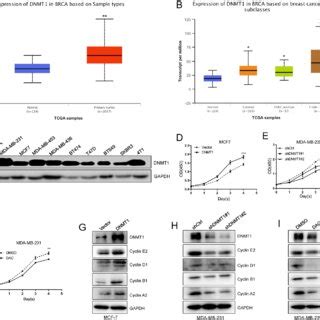 DNMT1 Enhances Breast Cancer Cells Proliferation In Vitro A Analysis