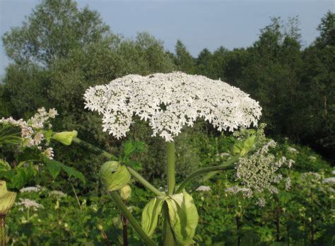 Борщевик Сосновского - Дневник дачника