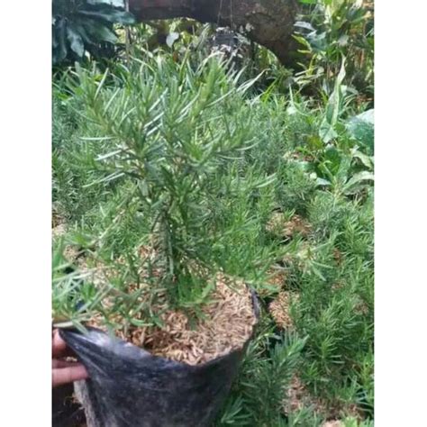 Jual Promo Tanaman Hias Rosemary Pohon Bebas Nyamuk Shopee Indonesia