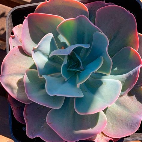 Echeveria Gibbiflora Th Suculentas