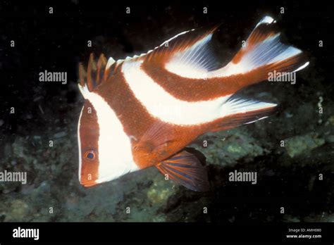 Red Emperor Snapper Lutjanus Sebae Lembeh Straits Indonesia Stock Photo