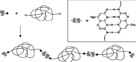 Supramolecular Polymers Due To Quadruple Hydrogen Bonding Between Download Scientific Diagram