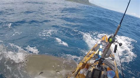 Watch The Heart Stopping Moment A Tiger Shark Attacks Kayak Advnture