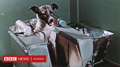 La Increíble Odisea De Laika La Perrita Pionera Enviada A Morir Al