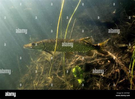 Pike Northern Pike Esox Lucius Lurking For Prey Fish In Back Light