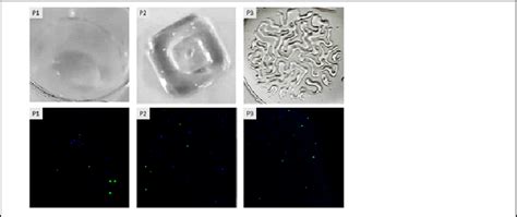 Livedead Cell Viability Assay Of The Three Different Prints P1 P2