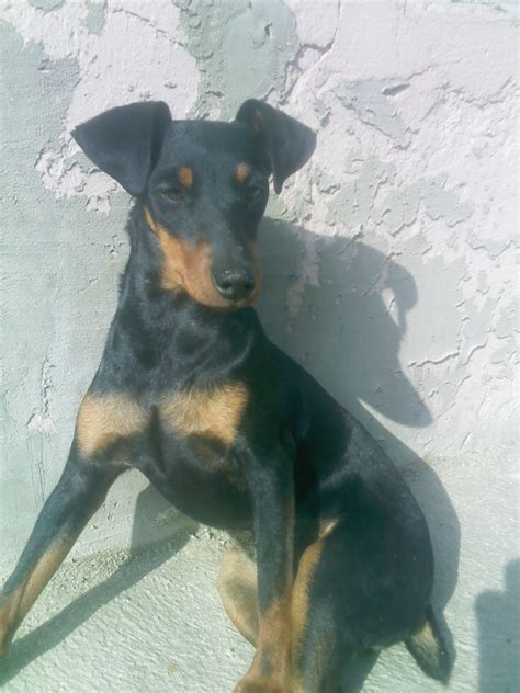 И вашпе я модель.. | Пикабу