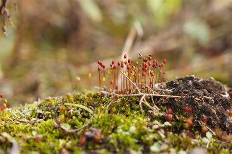 Moss Spore Macro - Free photo on Pixabay - Pixabay