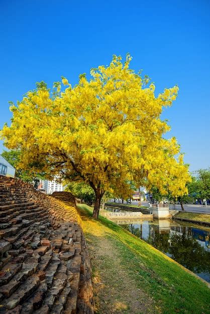 Cassia Fístula árbol De Lluvia Dorada Flor Amarilla Que Florece En La Carretera En Abril