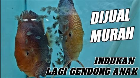 Erwin Main Ikan Channel Obral Indukan Discus Update Harga Terbaru