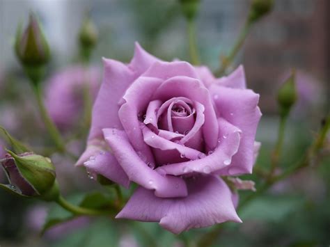 Rare Seed Light Purple Rose Seeds Perennial Authentic Etsy