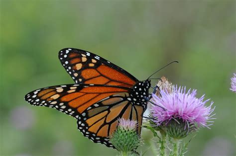 Butterflies home in on songbird habitat
