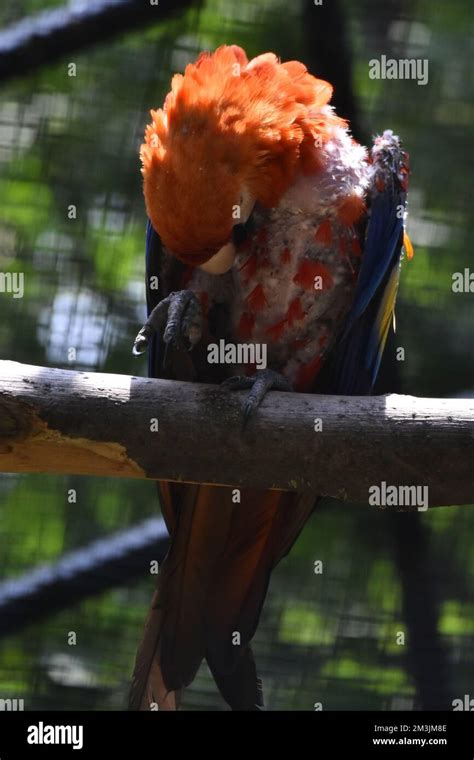 Mexico City Mexico August 15 A Red Macaw Species Seen In Its