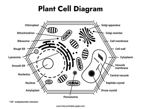plant cell diagram  printable papercom