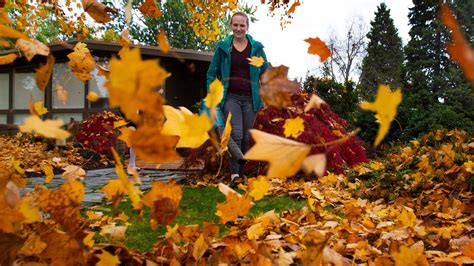 Fall colors exist for a reason: Science behind changing leaves