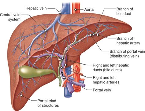 Primary Biliary Cholangitis Vs Primary Sclerosing Cholangitis Pbc Vs Psc Moosmosis