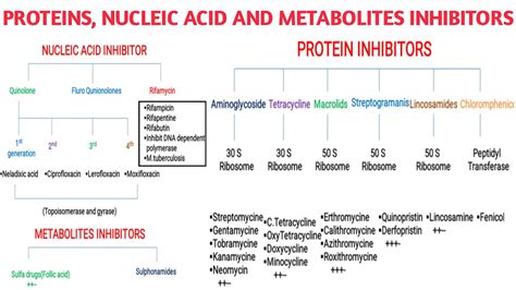 Antibiotics Proteins Inhibitors Nucleic Acid Inhibitors