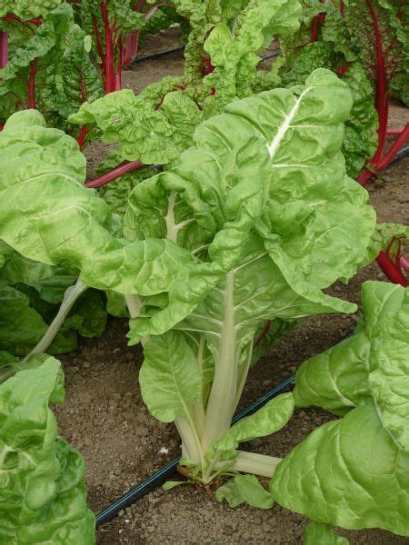 Graines Semis Poiree Blonde Carde Blanche Pqt G