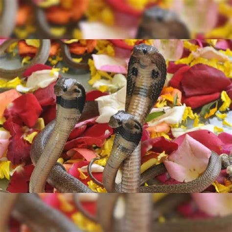 Nag Panchami On Sawan Somvar 2023 আজ একইসঙ্গে নাগ পঞ্চমী এবং সাওয়ন