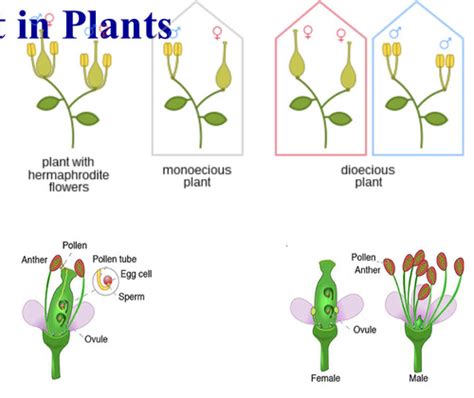 Genetics Chp Sex Determination And Sex Linked Traits Flashcards Quizlet