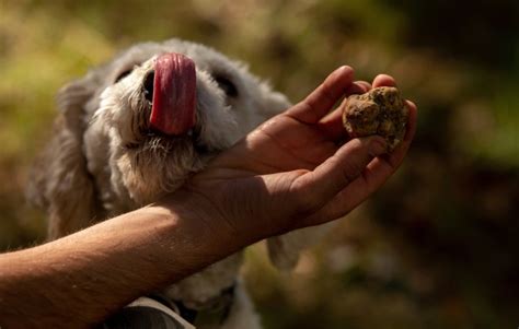 Truffle And Wine Delights In Alessandria A Customizable Day Itinerary