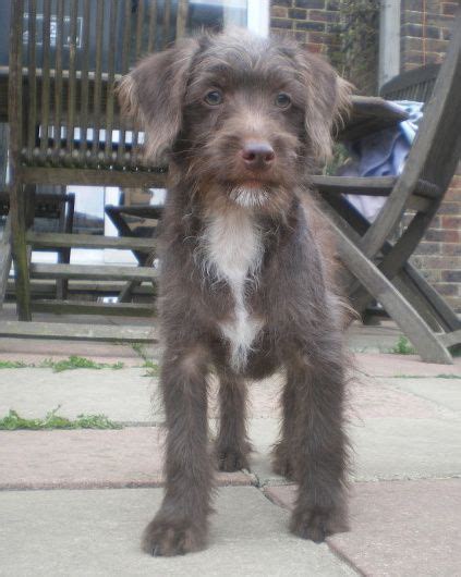 Jackapoo Jack Russell Terrier Cross Poodle Ben We Have Had These