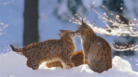 Eurasian Lynx In The Bavarian Forest Bing Wallpaper Eurasian Lynx In