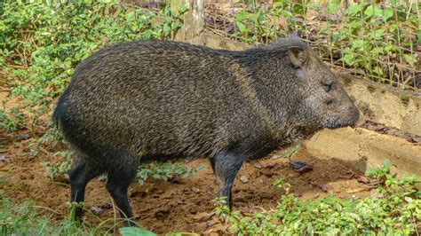 Definitive Guide To Collared Peccary Facts, Habitat, Conservation ...