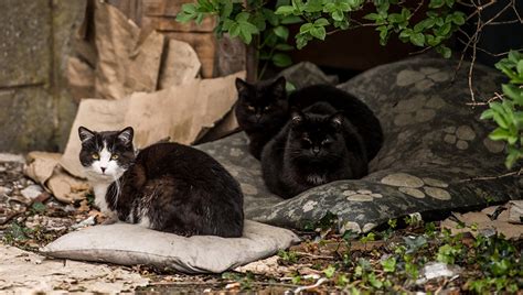 Nel Pisano Un Parroco Dichiara Guerra Ai Gatti E Scrive Al Sindaco