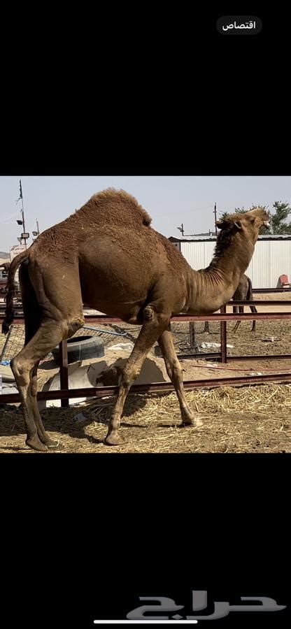 جمل بعير قعود موقع حراج