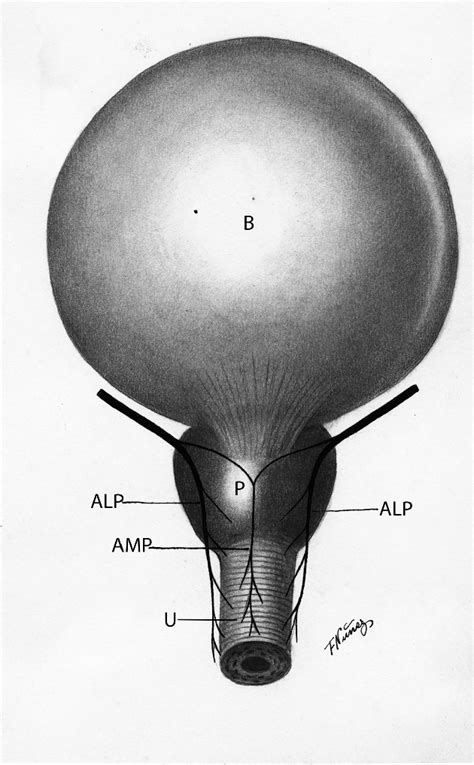 Figure From Topographic Anatomy And Its Development In Urology In