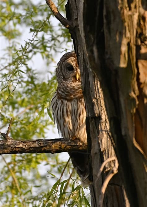 Barred Owl Peek A Boo Sequoyah Nwr Vian Ok Flickr