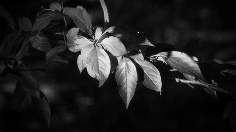 Wallpaper leaves, branch, tree, black and white hd, picture, image