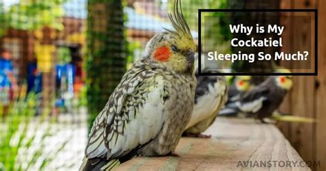 Why Is My Cockatiel Sleeping So Much