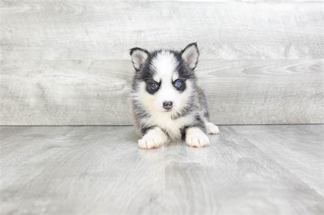 Pomsky puppies for sale | Small cross puppies breeds for sale in Ohio