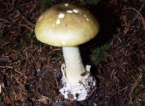 Amanita phalloides, Deathcap mushroom